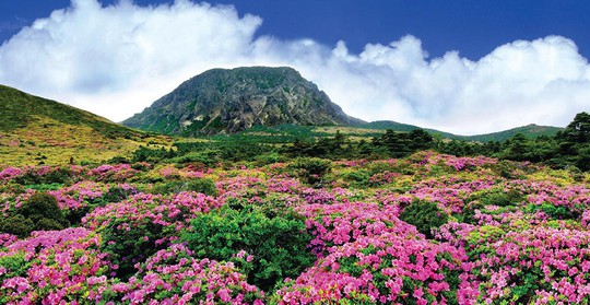Thăm đảo Jeju, đừng quên chinh phục núi Hallasan hùng vĩ - Ảnh 1.