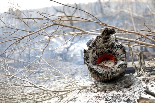 Cháy rừng Amazon: Cuộc khủng hoảng quốc tế - Ảnh 1.