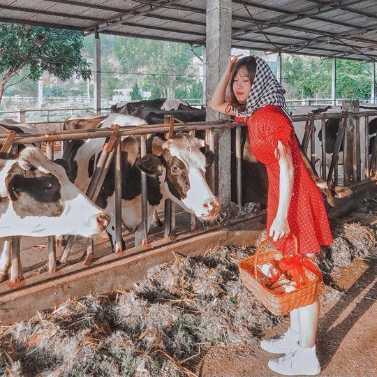Trại bò sữa check-in tuyệt đẹp ở Mộc Châu thu hút giới trẻ - Ảnh 6.