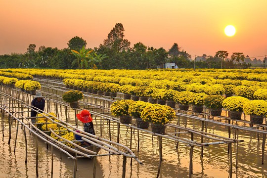 Khách nhiều – doanh thu ít: Mảnh ghép còn thiếu của du lịch Đồng Tháp - Ảnh 2.