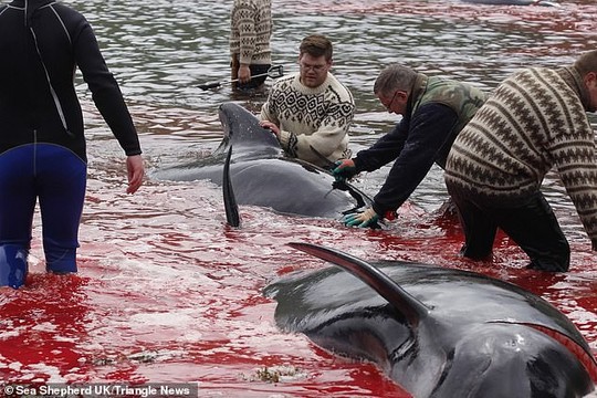 Hàng chục cá voi bị giết, máu nhuộm đỏ nước quần đảo Faroe - Ảnh 8.