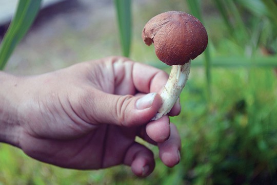 Ngọt lòng nấm mối! - Ảnh 3.