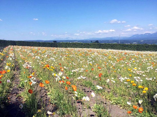 Khám phá đảo Hokkaido, nơi tuyết rơi mùa hè - Ảnh 6.