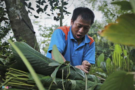 Người vùng trồng lá dong lớn nhất Hà Tĩnh trúng mùa - Ảnh 8.
