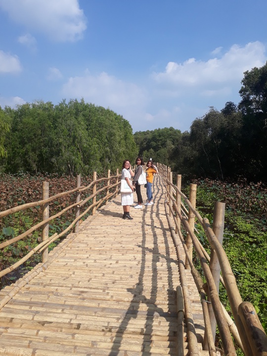 Ngỡ ngàng chiếc cầu tre dài nhất Việt Nam nằm giữa rừng tràm - Ảnh 2.