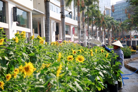 6 bông lúa siêu to tại Đường Xuân Phú Mỹ Hưng - Ảnh 7.