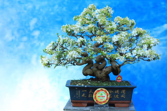 Hội Hoa Xuân Tao Đàn 2020: Tuyệt đỉnh vườn mai phương Nam - Ảnh 2.