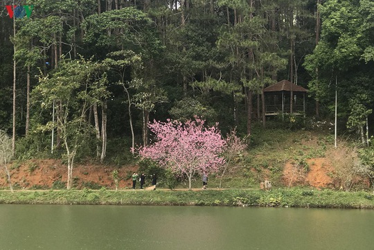 Đẹp ngất ngây hoa anh đào trên cao nguyên Măng Đen, Kon Tum - Ảnh 5.