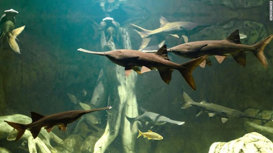 Trung Quốc: Loài cá cổ đại nặng gần nửa tấn tuyệt chủng - Ảnh 1.
