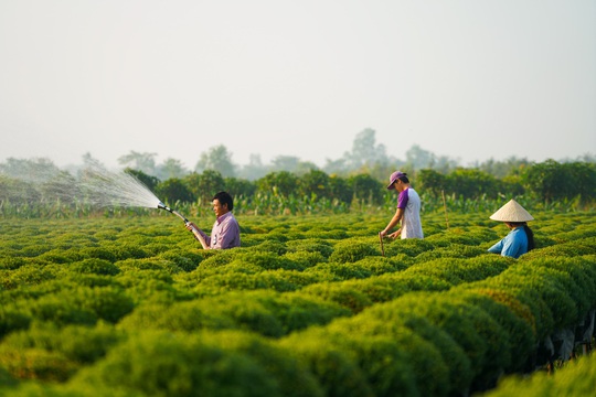 Vườn cúc Sa Đéc rợp sắc vàng những ngày cuối năm - Ảnh 11.