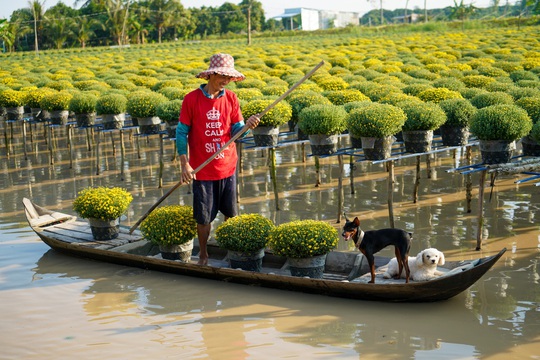 Vườn cúc Sa Đéc rợp sắc vàng những ngày cuối năm - Ảnh 5.