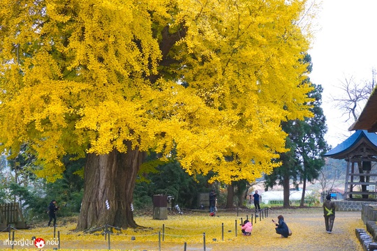 Cây rẻ quạt 800 tuổi ở Fukushima - Ảnh 8.