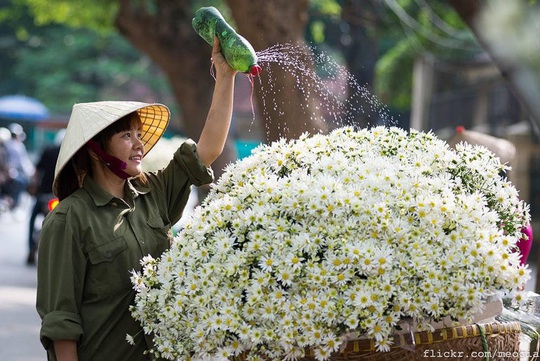 Tháng 11, cúc họa mi xuống phố - Ảnh 6.