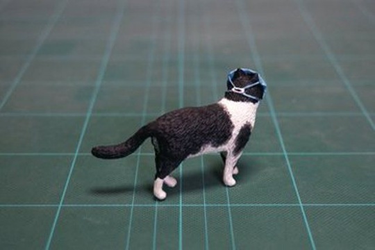 Covid-19: Cả mèo cũng đeo khẩu trang ở Trung Quốc - Ảnh 2.