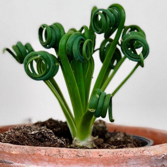 15 loài thực vật khiến căn nhà của bạn thêm sống động - Ảnh 2.