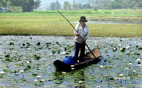 Gỏi bông súng: Món ngon dân dã vùng đồng quê Phú Yên - Ảnh 2.