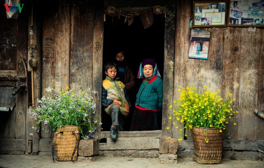 Những mùa hoa trên cao nguyên đá Hà Giang - Ảnh 1.