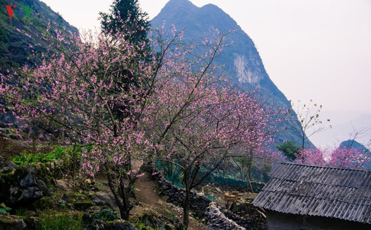 Những mùa hoa trên cao nguyên đá Hà Giang - Ảnh 2.