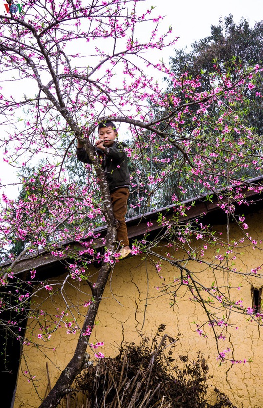 Những mùa hoa trên cao nguyên đá Hà Giang - Ảnh 4.