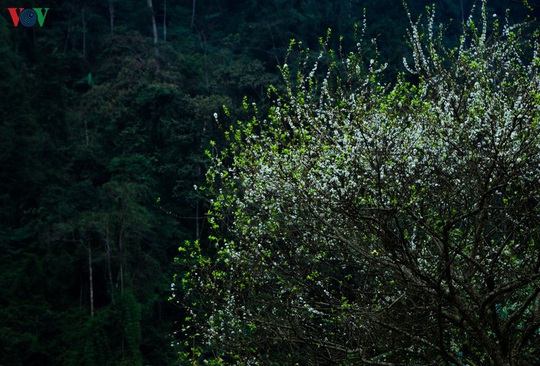 Những mùa hoa trên cao nguyên đá Hà Giang - Ảnh 5.