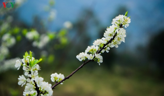 Những mùa hoa trên cao nguyên đá Hà Giang - Ảnh 6.