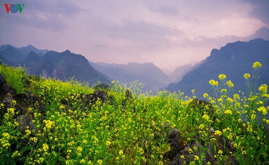 Những mùa hoa trên cao nguyên đá Hà Giang - Ảnh 10.