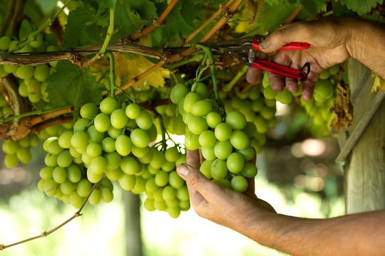 Nho Úc mùa vụ mới trên kệ hàng siêu thị Việt - Ảnh 2.