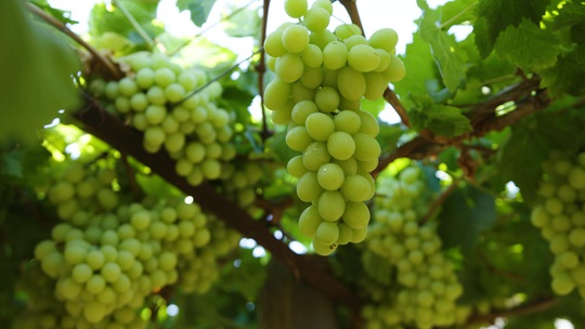 Nho Úc mùa vụ mới trên kệ hàng siêu thị Việt - Ảnh 3.