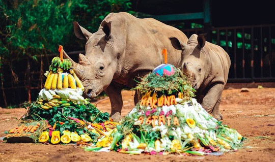 Giữa tâm bão dịch Covid-19, Vinpearl Safari đón bé tê giác mới chào đời với cái tên Chiến thắng - Ảnh 3.