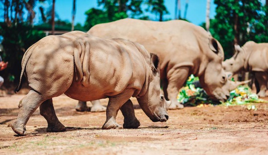 Giữa tâm bão dịch Covid-19, Vinpearl Safari đón bé tê giác mới chào đời với cái tên Chiến thắng - Ảnh 5.