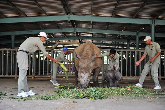 Giữa tâm bão dịch Covid-19, Vinpearl Safari đón bé tê giác mới chào đời với cái tên Chiến thắng - Ảnh 6.