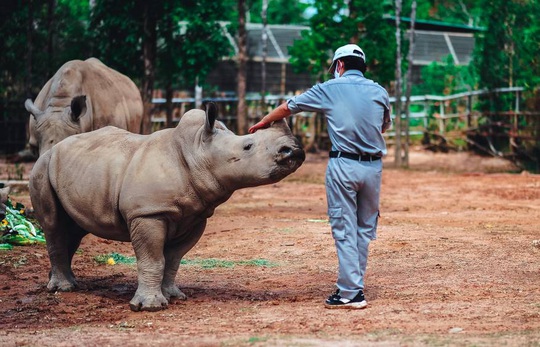 Giữa tâm bão dịch Covid-19, Vinpearl Safari đón bé tê giác mới chào đời với cái tên Chiến thắng - Ảnh 7.