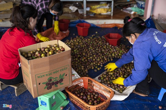 Mận hậu Mộc Châu rớt giá, nông dân lo thất thu - Ảnh 6.