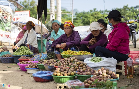 Mận hậu Mộc Châu rớt giá, nông dân lo thất thu - Ảnh 9.