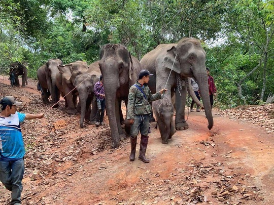 Thất nghiệp vì Covid-19, hàng nghìn chú voi Thái đi bộ về quê - Ảnh 4.