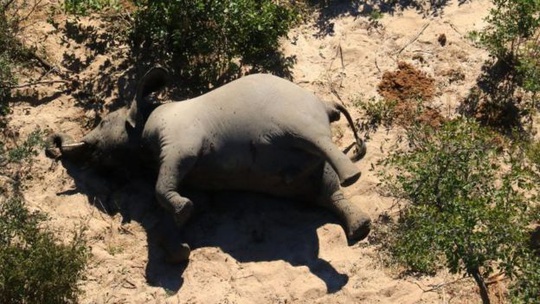 Hơn 350 con voi chết bí ẩn ở Nam Phi - Ảnh 3.