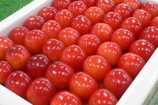 Cherry Nhật đắt kỷ lục, về Việt Nam giá 6,6 triệu đồng/kg - Ảnh 3.