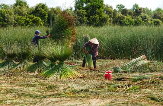 Mùa gặt cỏ bàng miền Tây - Ảnh 3.