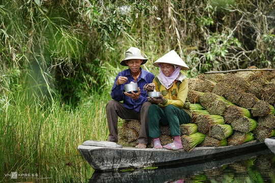 Mùa gặt cỏ bàng miền Tây - Ảnh 6.