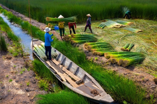 Mùa gặt cỏ bàng miền Tây - Ảnh 7.