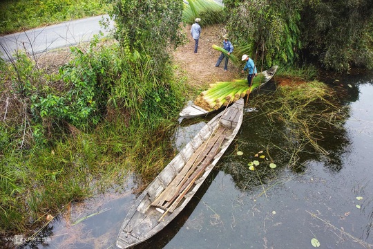 Mùa gặt cỏ bàng miền Tây - Ảnh 10.