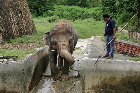 Con voi cô đơn nhất thế giới” được giải cứu - Ảnh 1.