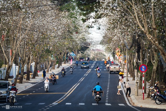 Mùa hoa ban trắng Đà Lạt - Ảnh 1.