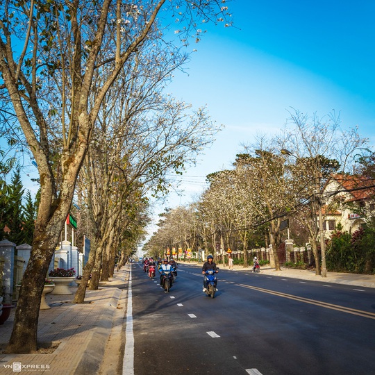 Mùa hoa ban trắng Đà Lạt - Ảnh 5.