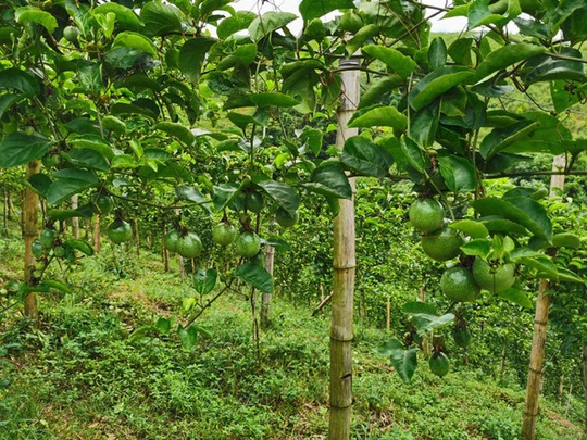 Chuyện lạ Tây Bắc: Chanh mà lại ngọt, quả vàng treo khắp núi đồi thu về tiền tỷ - Ảnh 1.