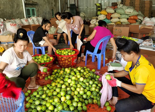 Chuyện lạ Tây Bắc: Chanh mà lại ngọt, quả vàng treo khắp núi đồi thu về tiền tỷ - Ảnh 2.