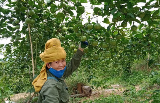 Chuyện lạ Tây Bắc: Chanh mà lại ngọt, quả vàng treo khắp núi đồi thu về tiền tỷ - Ảnh 3.