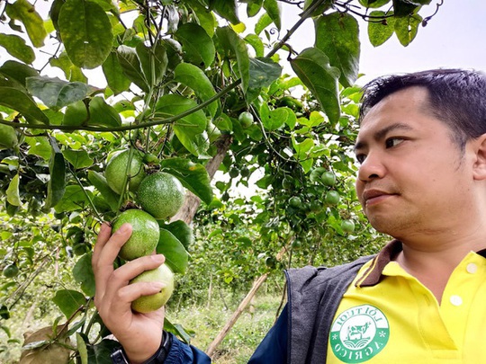 Chuyện lạ Tây Bắc: Chanh mà lại ngọt, quả vàng treo khắp núi đồi thu về tiền tỷ - Ảnh 4.