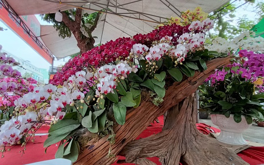 Những chậu hoa lan bằng gỗ lạ mắt ở chợ Tết - Ảnh 5.