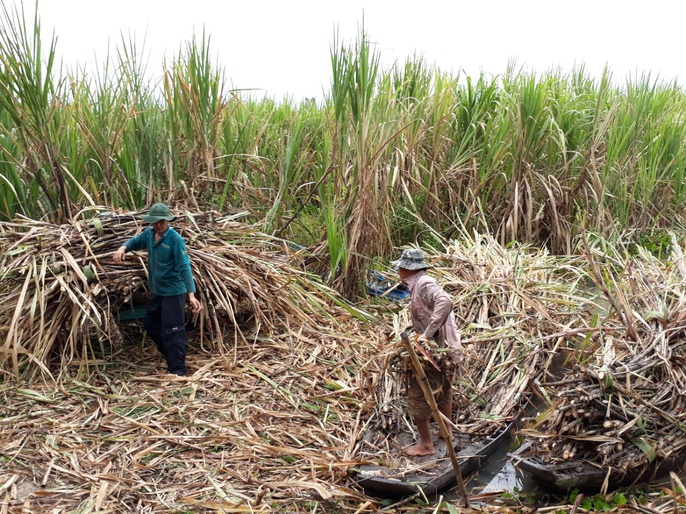 Lũ và triều cường đang đe dọa ruộng mía ở ĐBSCL - Ảnh 1. Lũ và triều cường đang đe dọa ruộng mía ở ĐBSCL - Ảnh 1.
